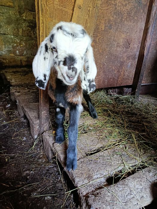Козлики Нубо - Ламанчи. Бюджетно