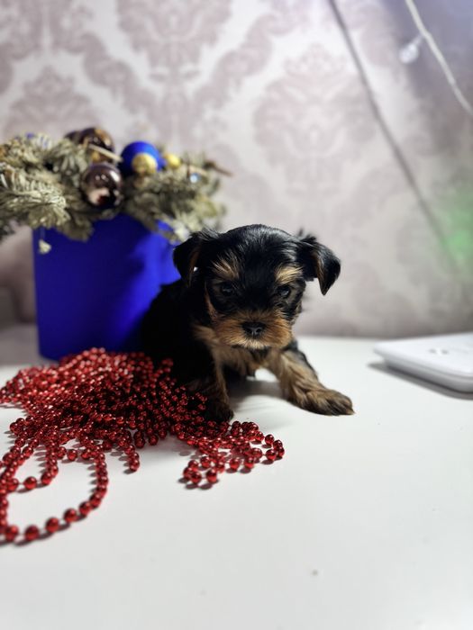 Мінік йоркширський терєр