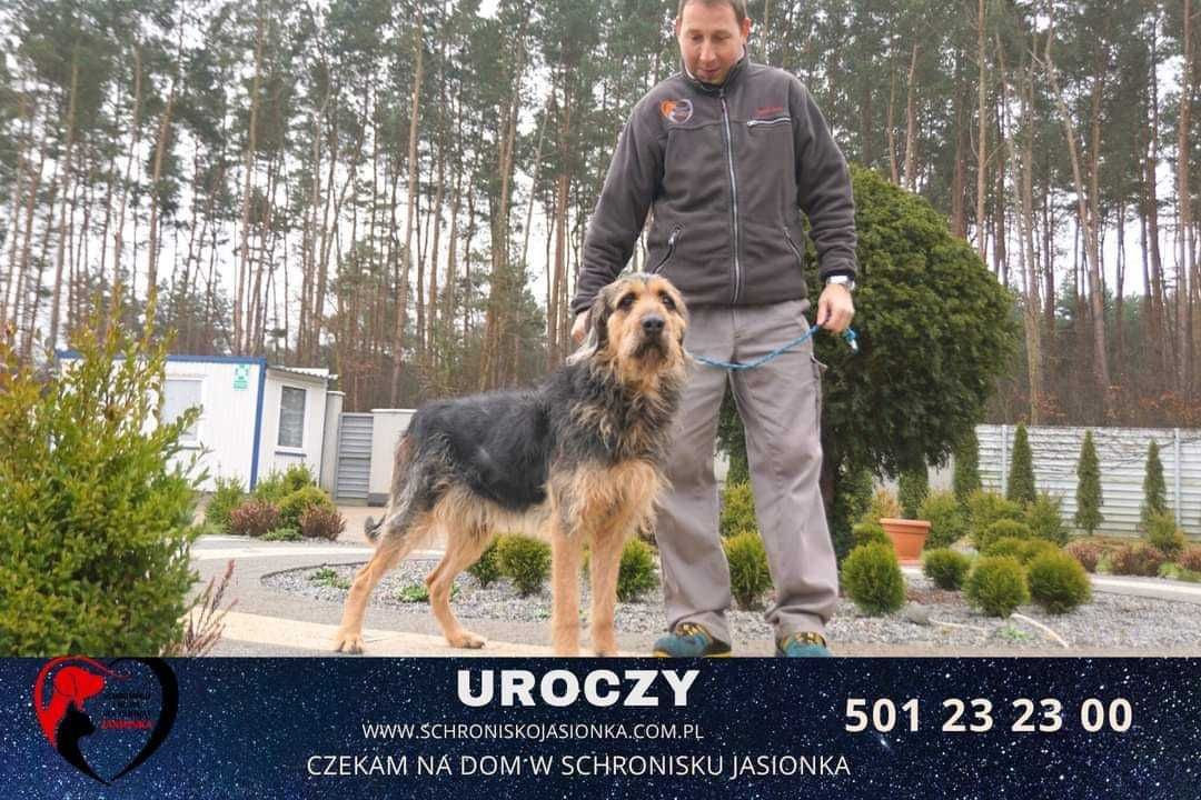 terier mix Uroczy szuka domu -schronisko Jasionka-aktualne