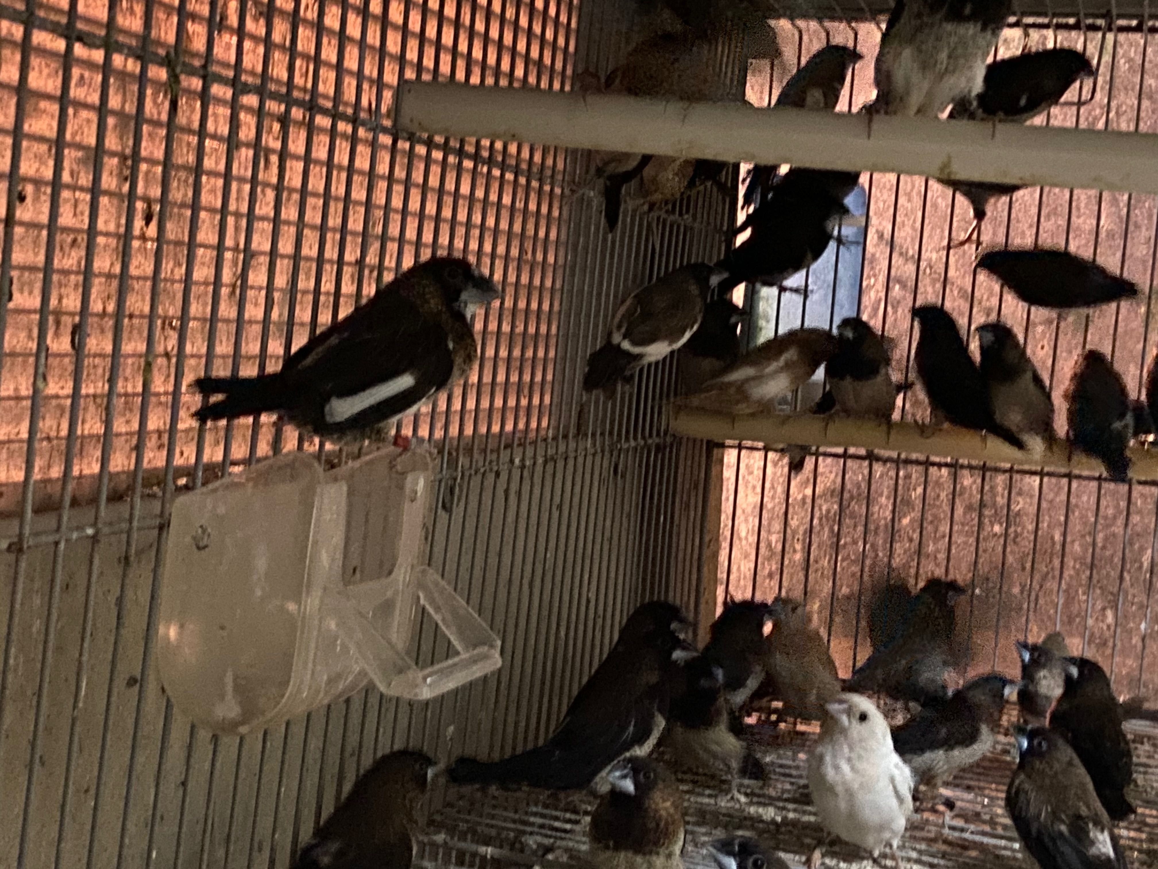 Aves exóticas para venda, bengalins japao