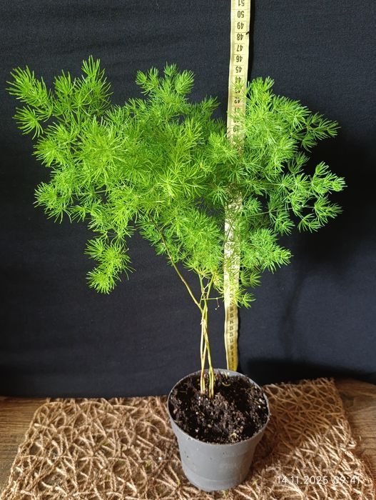 Аспарагус Умбеллатус