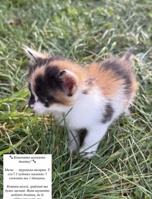 Кошенята шукають домівку