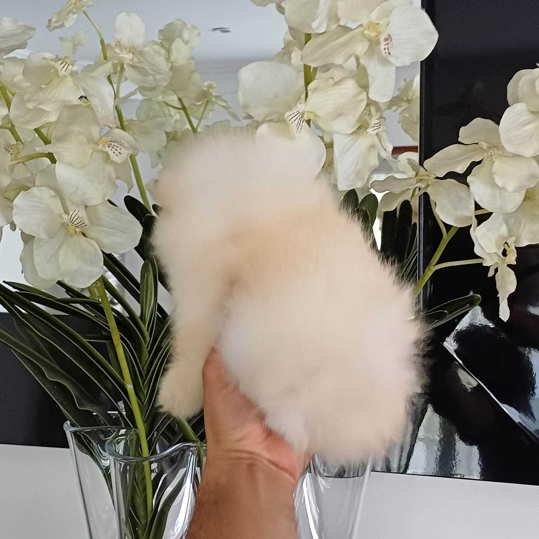 Spitz Alemão Anão e/ou Lulu da Pomerânia  com LOP e AFIXO