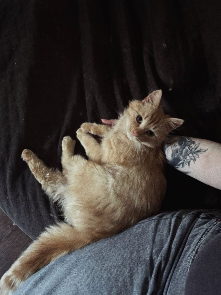 Котик Трім шукає дім