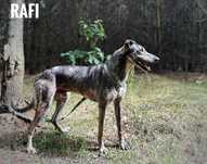 W typie charta, 3 letni Rafi adopcja za darmo oddam