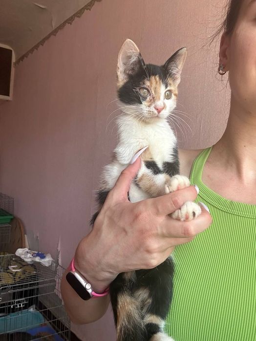 Очень красивая, ласковая кошка 3 месяца