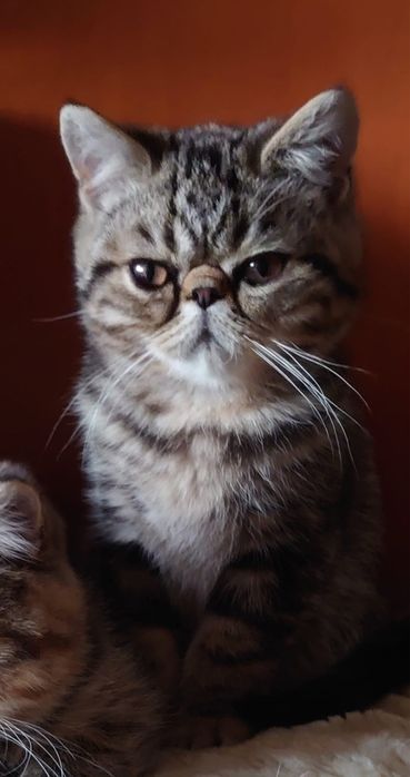 Gato Persa exótinho