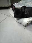 Pieski buldogi francuskie