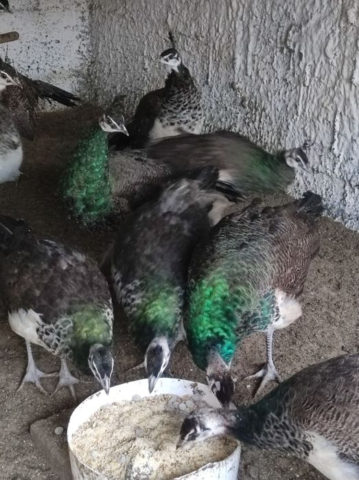 Sprzedam pawie niebieski