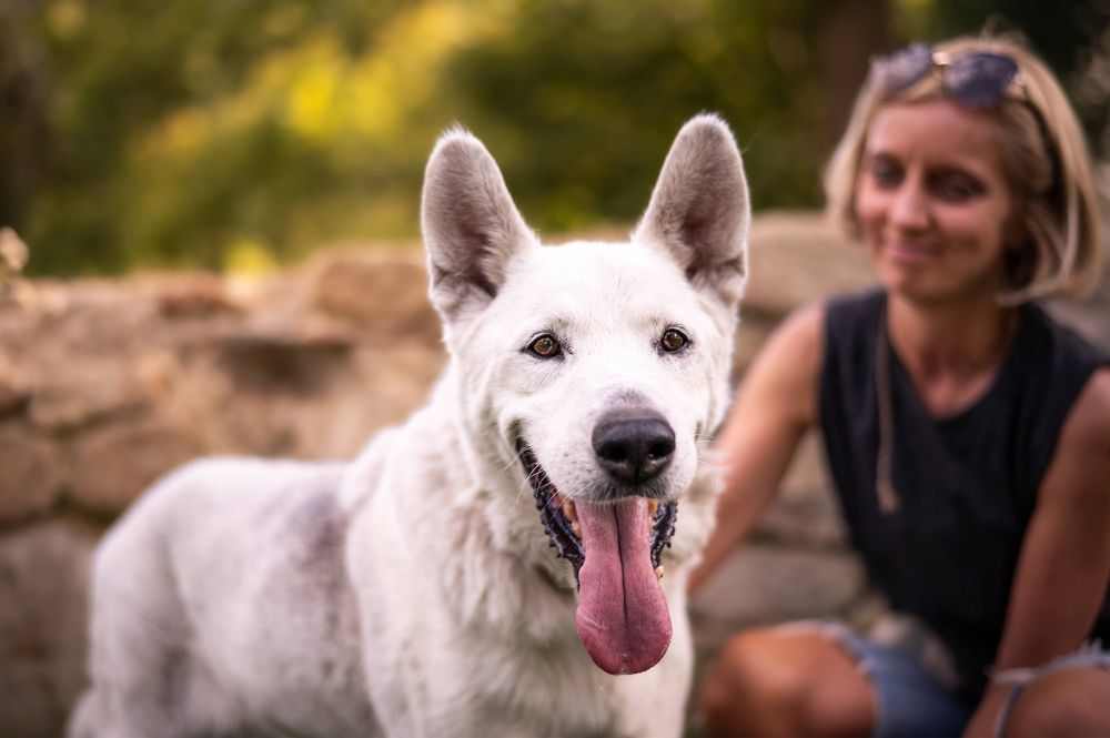 Cudowny Dasti szuka domu! Nie radzi sobie w bloku:(