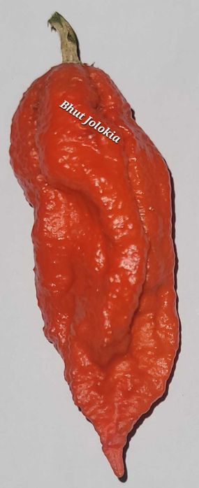 Sementes Pimentas para Troca