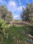 Terreno Agrícola em Lagoa e Carvoeiro