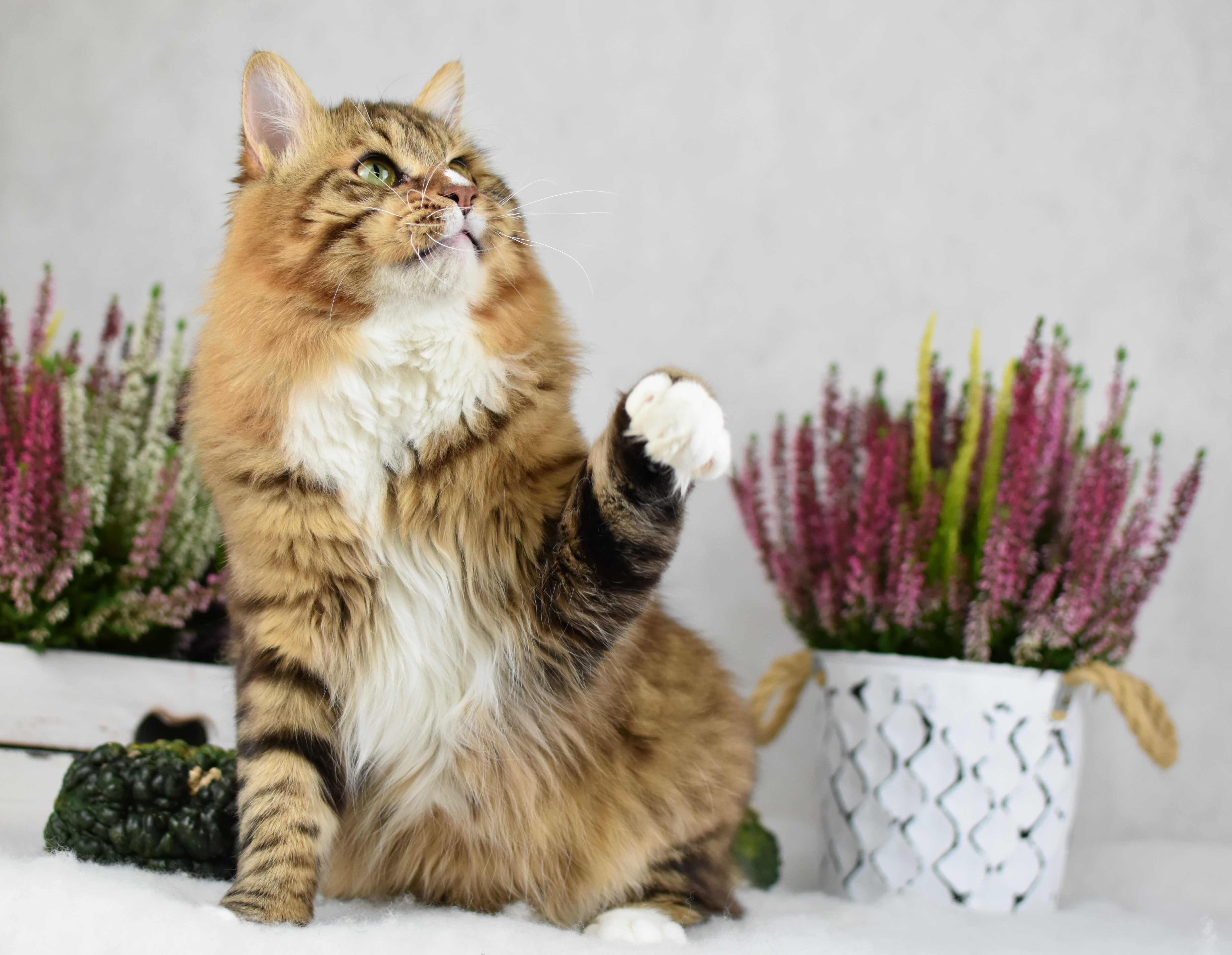 Kurylski Bobtail- Kocięta Rodowód FPL/FIFE- Hodowla Dynastia Kuryla*PL