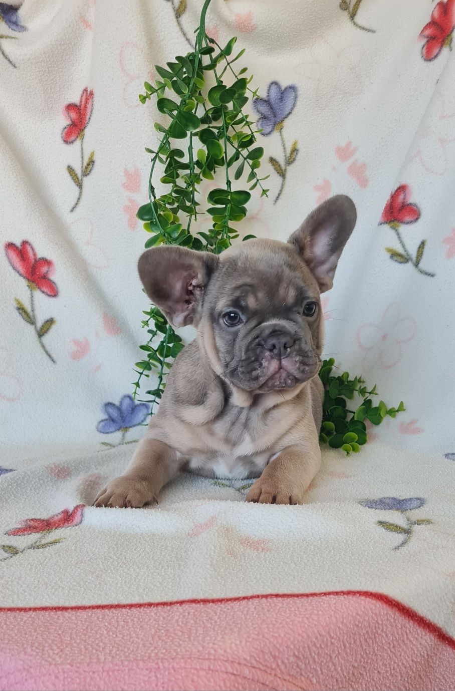 Estupenda menina robusta Bulldog/Bouledogue Francês. Qualidade