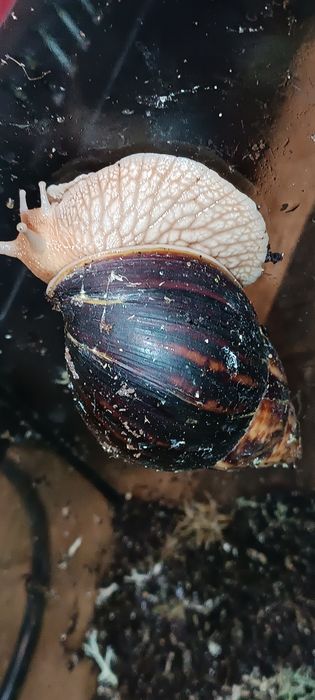 Продам Равлики. Ахатіна Імакулята