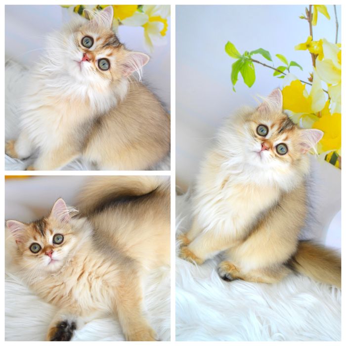 Британская золотая шиншилла котята