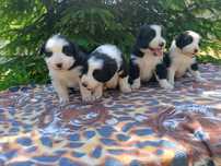 Border Collie rezerwacja suczka i piesek