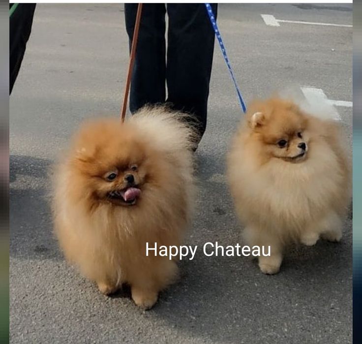 Померанские шпицы. Вязка.