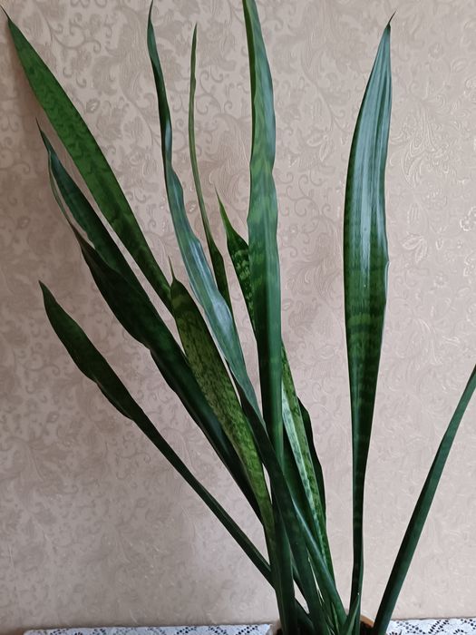 Сансевієрія велика цілий горщик
