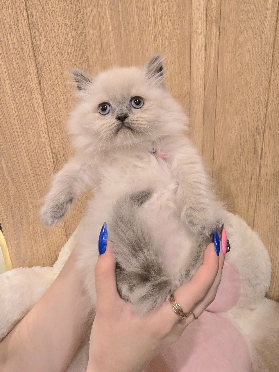 Котята кошки кот