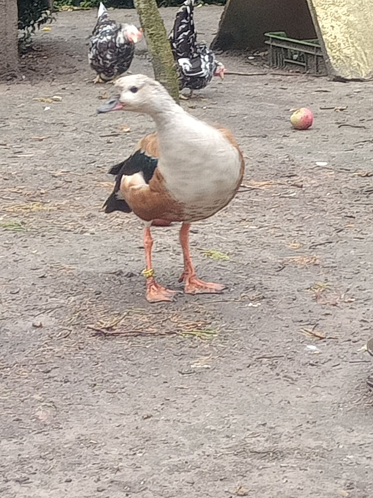 Gęsi ozdobne Orinoko