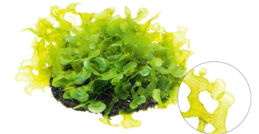 Mech pelia Wątrobowiec Pelia (Monosolenium tenerum)