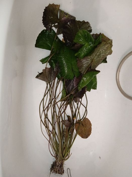 Lotos kwitnący około 1 metr