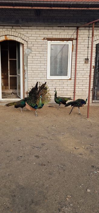 Sprzedam pawie zielone imperatory