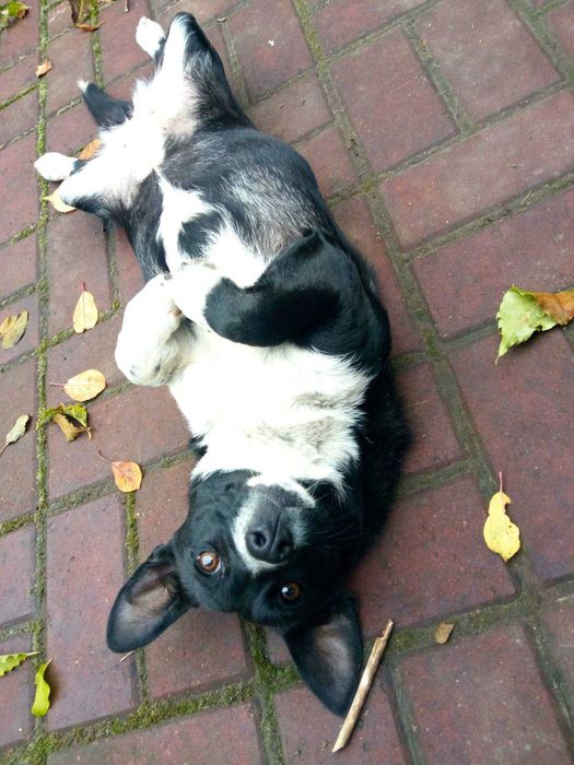 Стерилізована дівчинка маленької породи