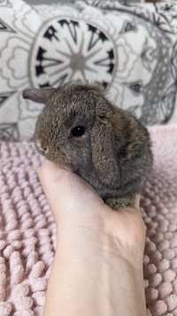 MINI LOP królik miniaturka mały karzełek baranek króliki