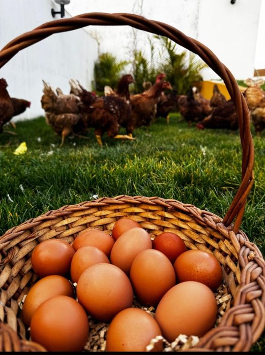 Ovos Caseiros baratos