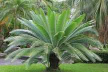 Cyca Dioon spinulosum