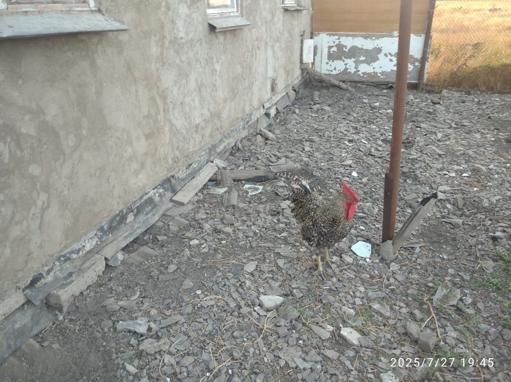 Продам петуха Гриз Бар