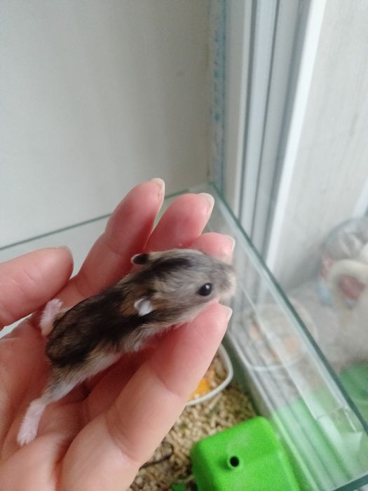 Хом'ячки джунгарики