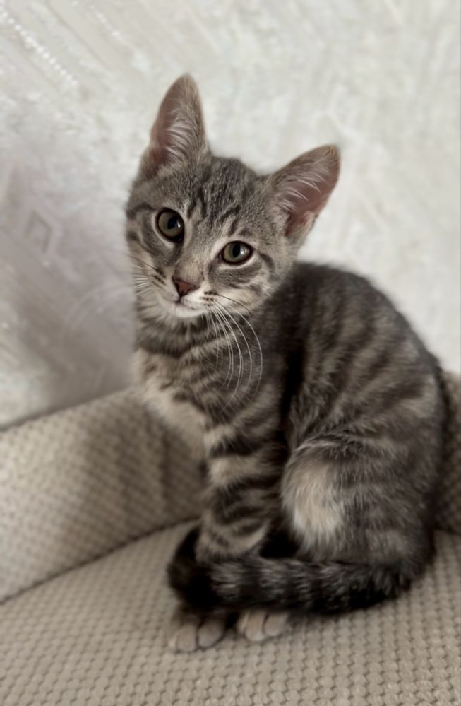 Маленьке кошеня котик