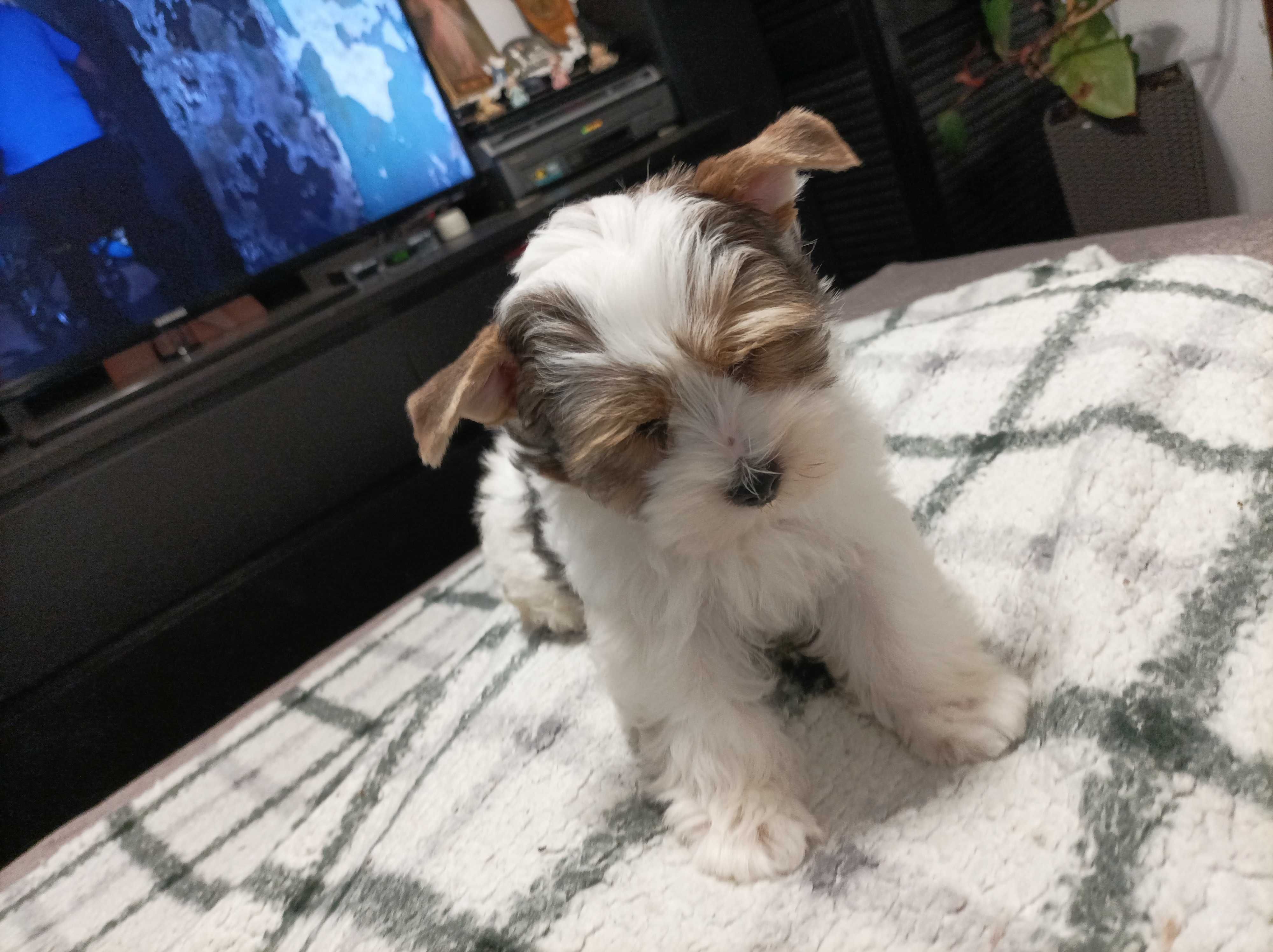 York terrier biewer