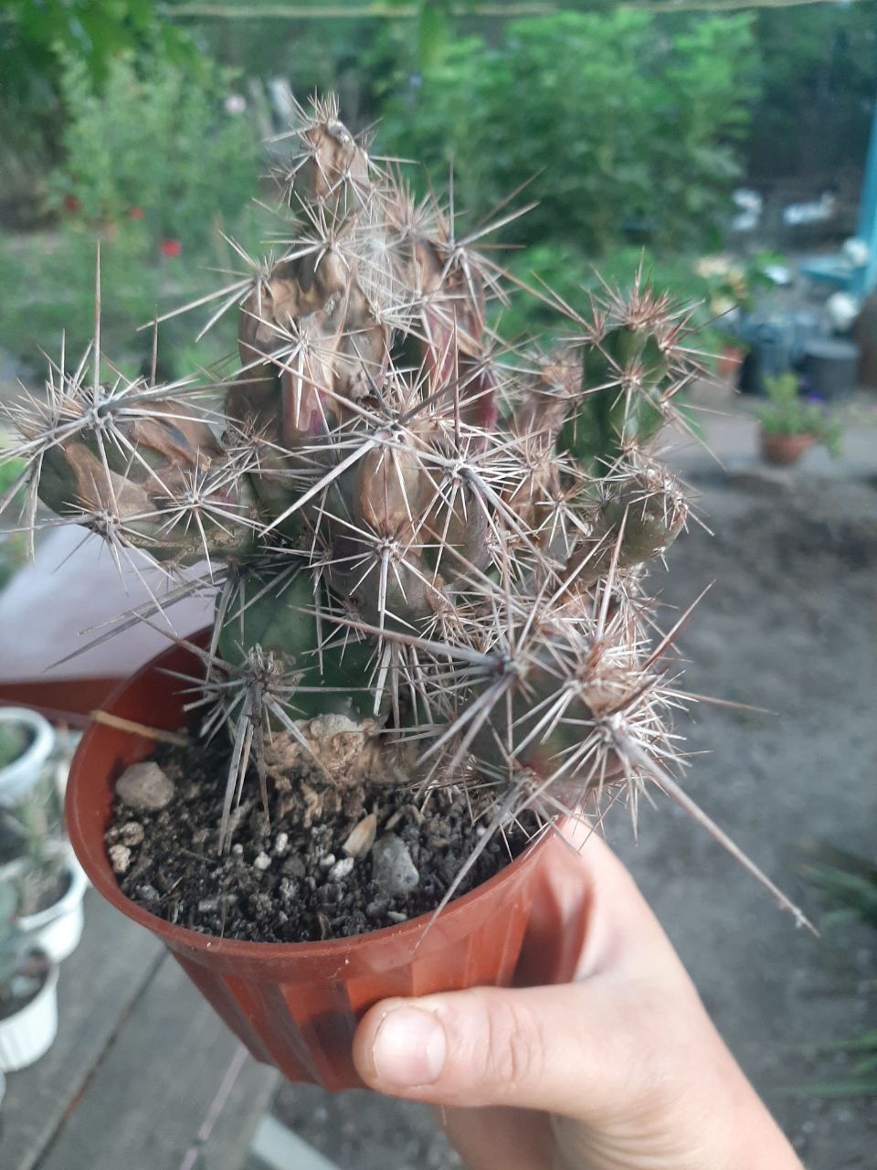 Кактус Grusonia emoryi