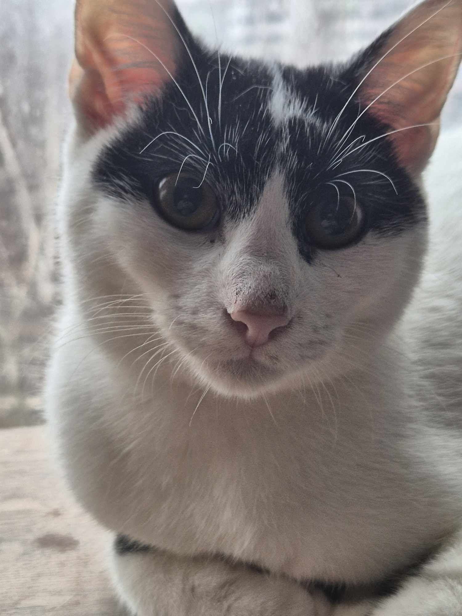 Kocurek Loki idealny na dokocenie do adopcji testy ujemne szczepiony!