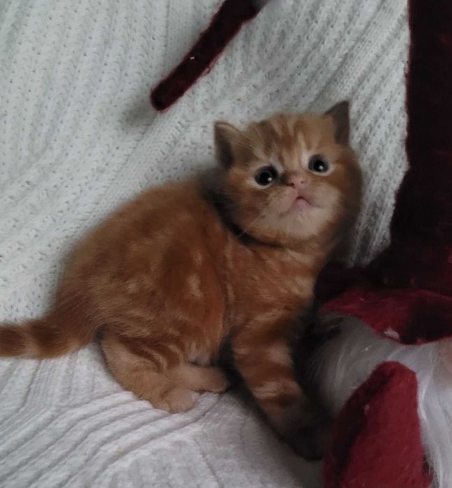 Ошатний червоний хлопчик з милою мордуленцією. Киянин