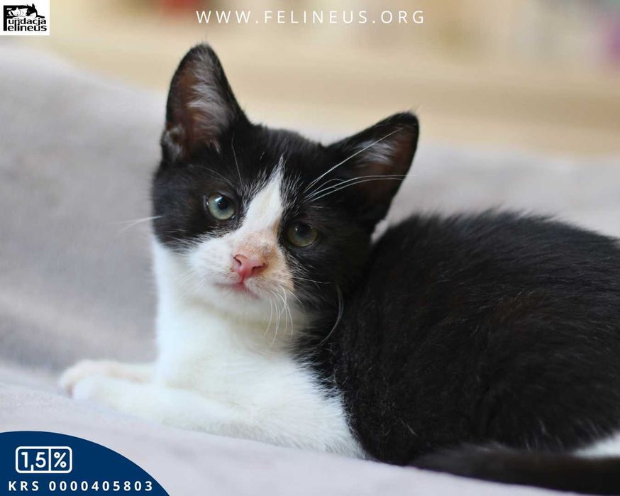 Koci przystojniak czeka na dom