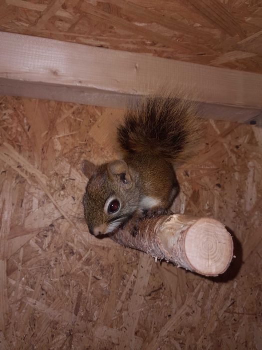 Sprzedam wiewiórkę hudsona dorosła