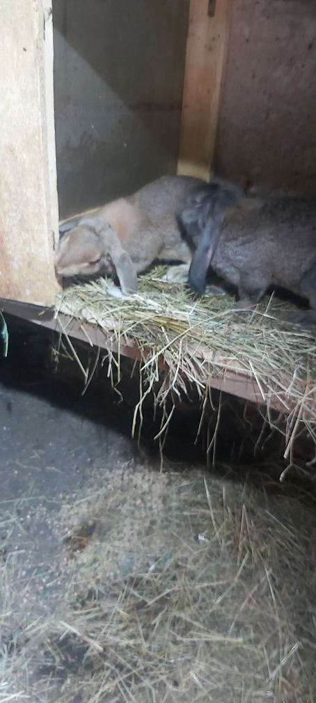 Kroliki baran francuski zapraszam