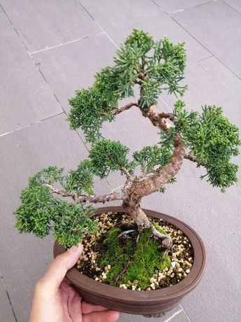 Bonsai juniperus chinensis sargentii