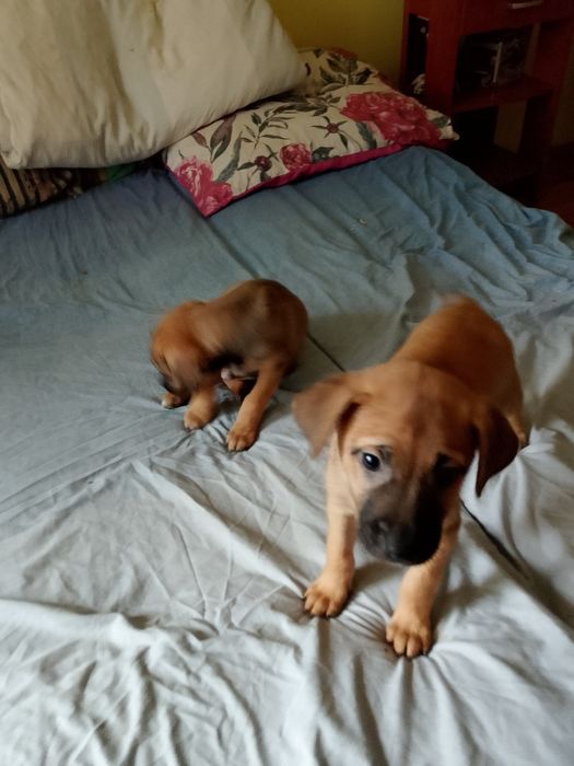 Zwierzęta  za darmo