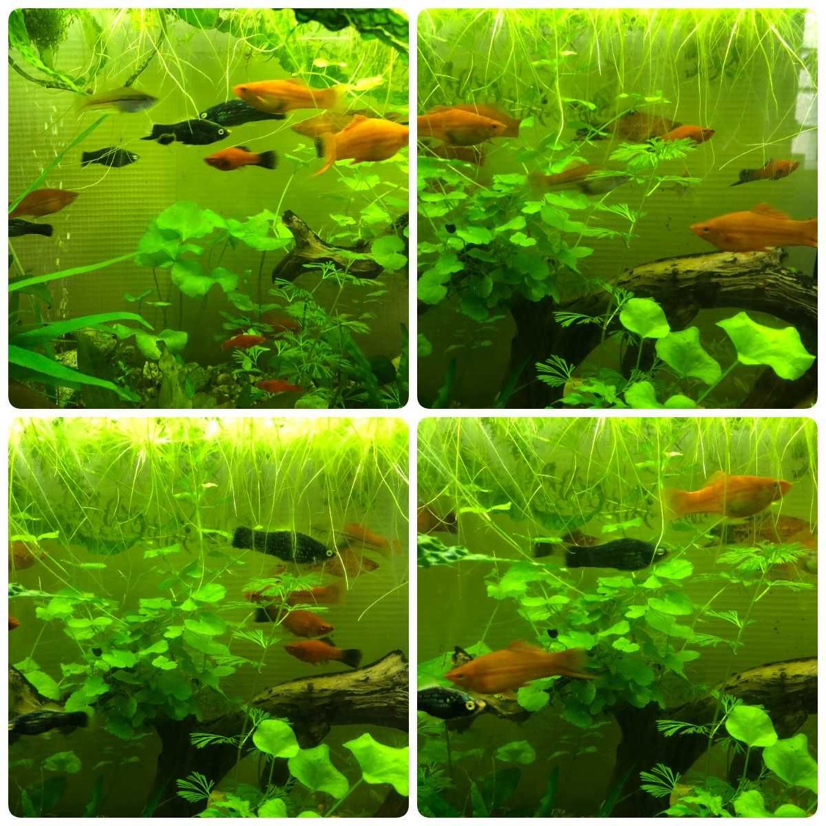 ryba akwariowa Mieczyk (różne wielkości, płeć i kolor) !