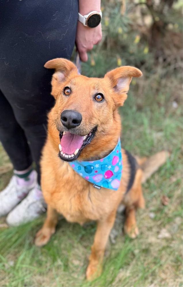 Vigo, troszkę lessie troszkę kundelek - pies do adopcji