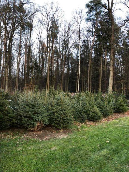 Choinki - Świerki srebrne, zwykłe oraz serbskie