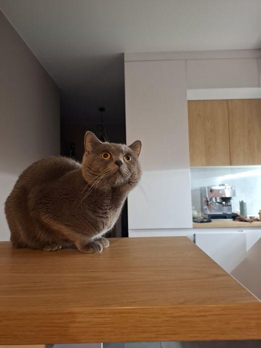 Профік своєї справи повертається