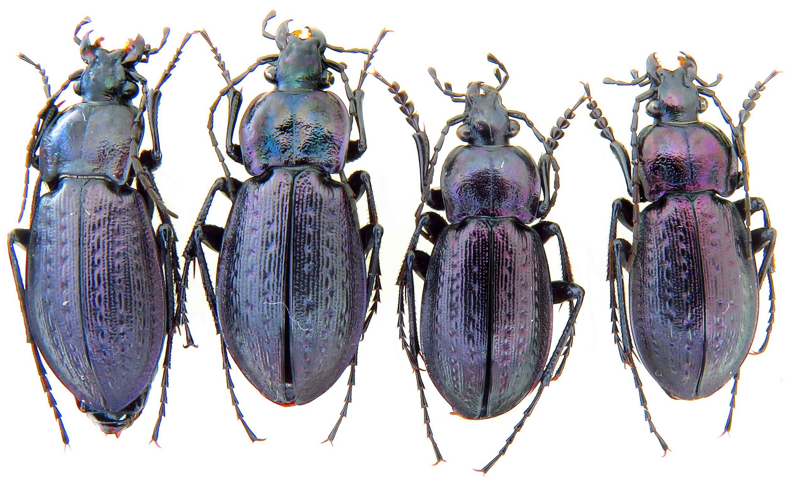 Carabus  arvensis  коллекция насекомые комахи, жуки, ентомологія