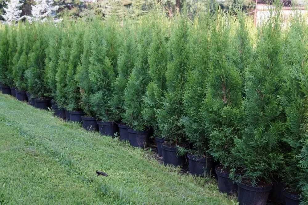 Tuja Szmaragd Szmaragdowa Thuja Smaragd 80CM Wys hodowane w doniczce